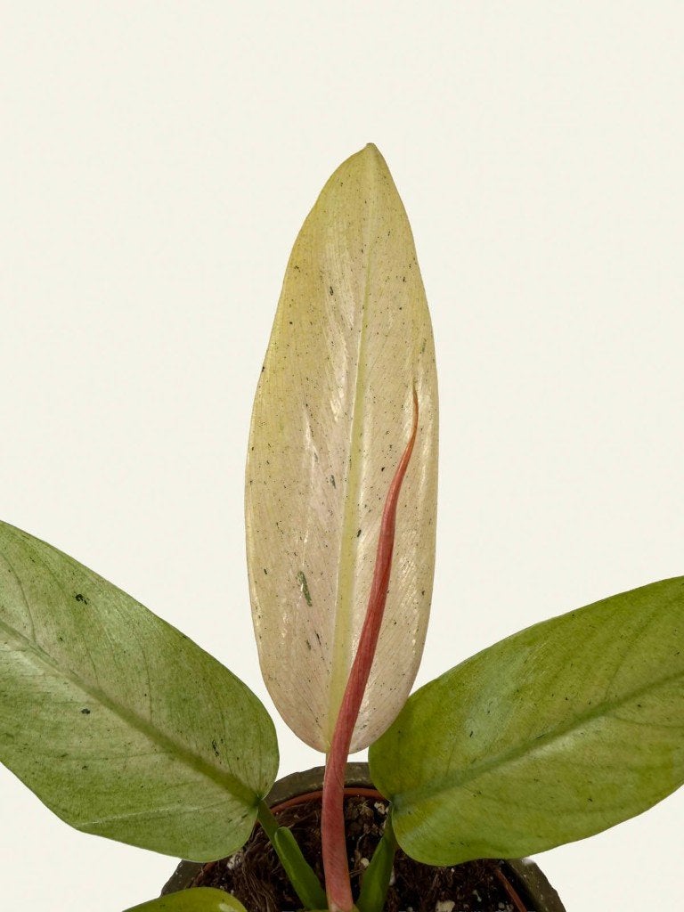 Philodendron Whipple Way, Huis en Inrichting, Kamerplanten, Ophalen of Verzenden, In pot, Halfschaduw, Minder dan 100 cm