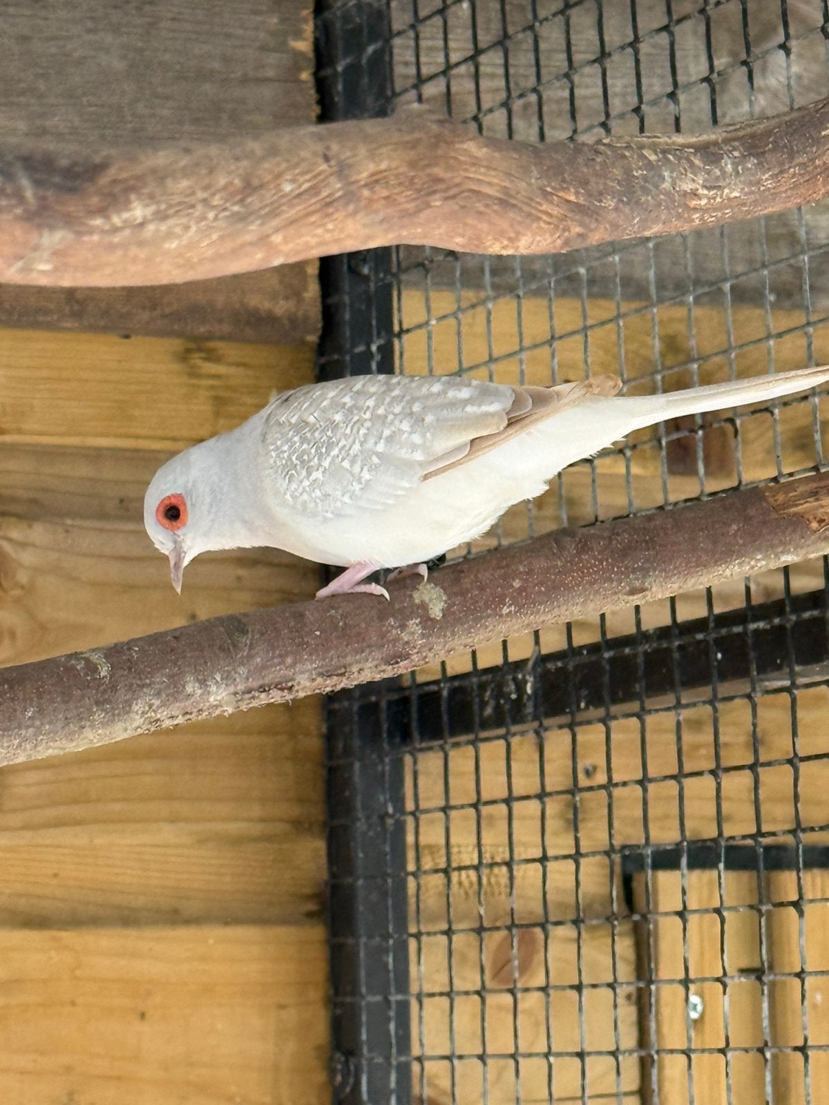 Een diamantduifje (doffertje) zilvergrijs, Meerdere dieren