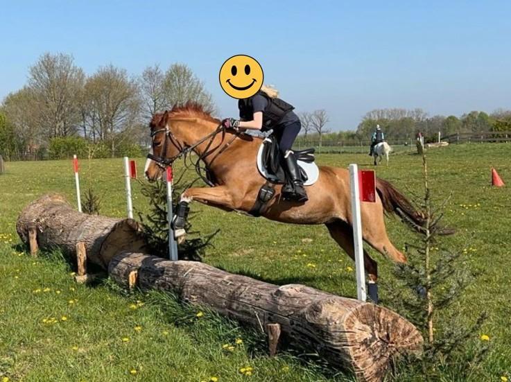 8-jarige Welsh C-pony met KNHS-stokmaat van 1,32 m, Dieren en Toebehoren, Pony's, Merrie, L, C pony (1.27m tot 1.37m), 7 tot 10 jaar