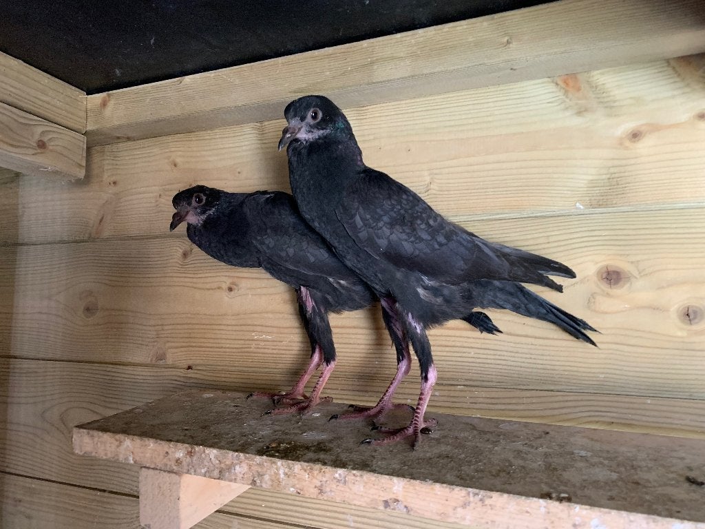 Jonge zwarte brunner kroppers, Meerdere dieren, Kropper