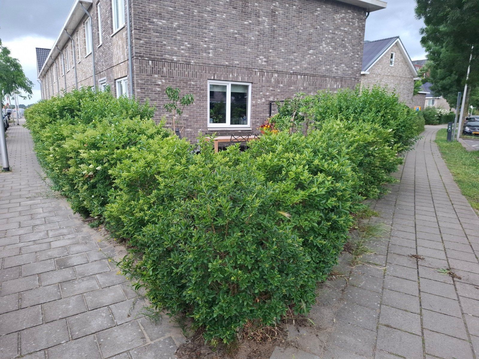 Ligusterhaag Gratis - Groene afscheiding voor uw tuin, Ophalen, Liguster, Haag, 100 tot 250 cm
