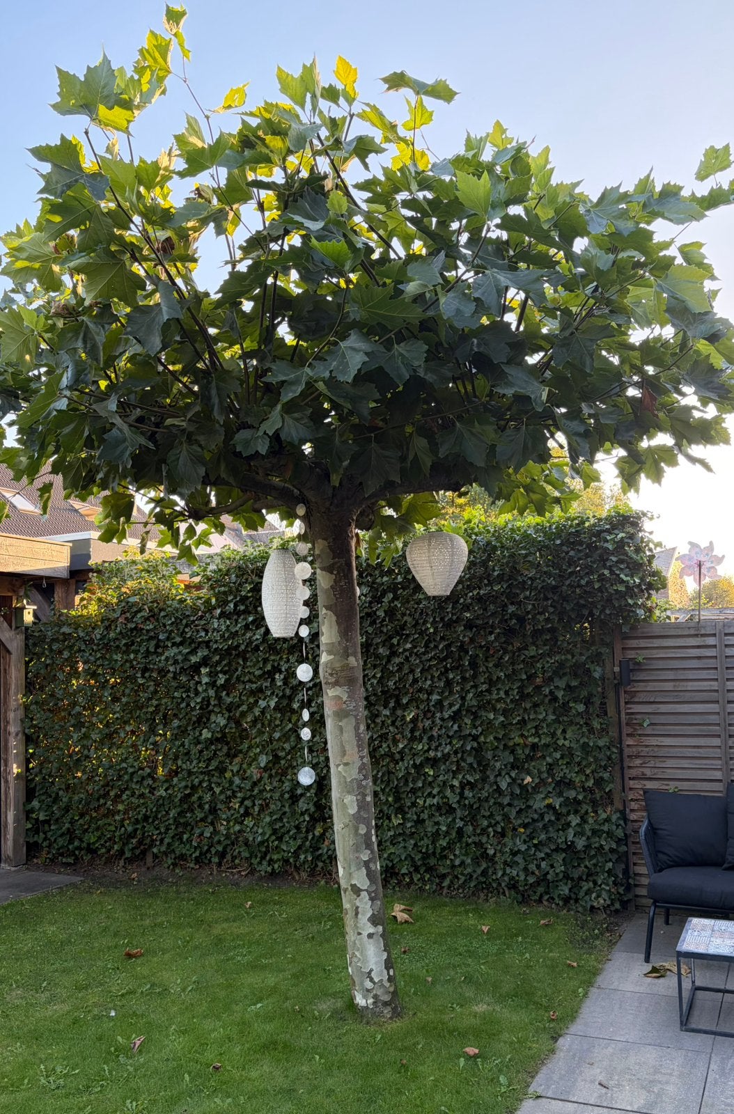 Dakplantaan leiboom volgroeid, Bloeit niet, Dakboom, 250 tot 400 cm, Ophalen