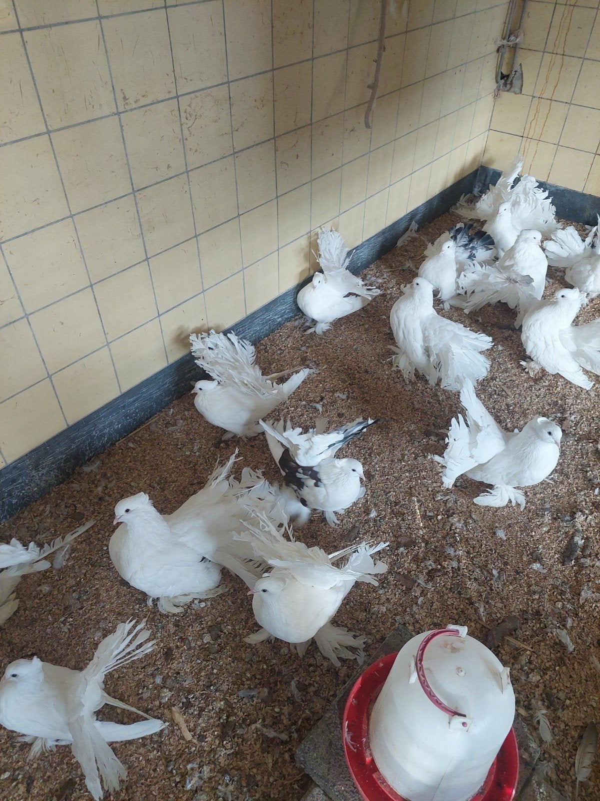 groep Indiase Pauwstaart duiven 15st, Dieren en Toebehoren, Meerdere dieren, Overige soorten