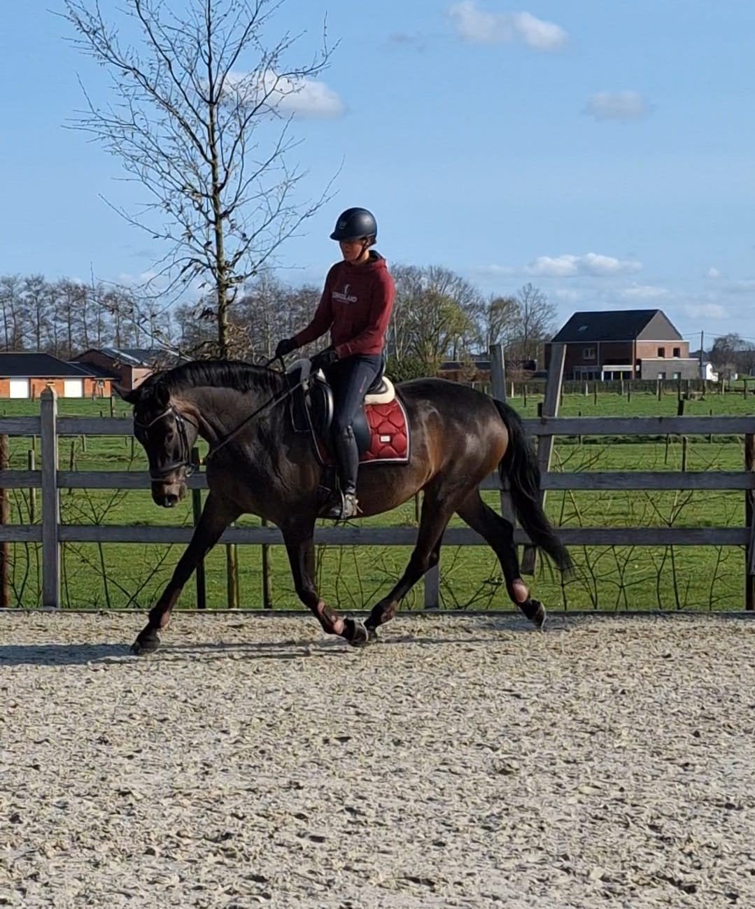 knappe merrie sandro hit X word cup 1, Dieren en Toebehoren, Merrie, M, Met stamboom