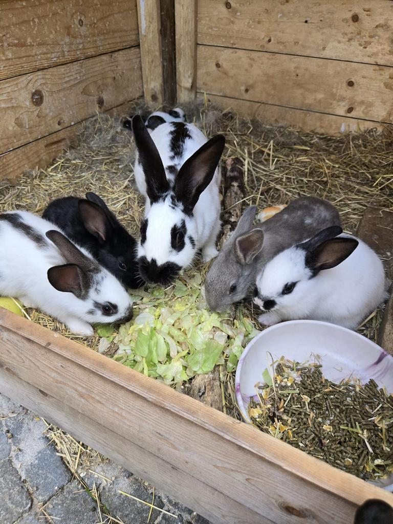 2 konijnen, 1 zwarte oren en 1 grijze oren. Nu 7 weken oud., Geslacht onbekend, Dwerg