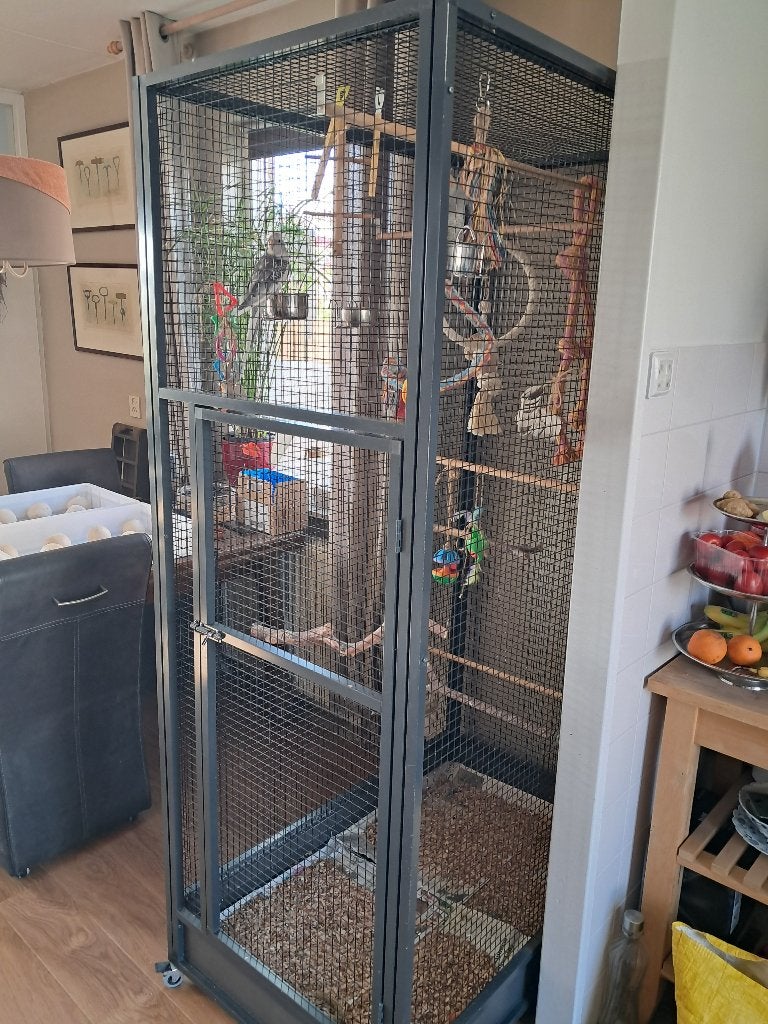 2 valkparkieten +grote kooi, Dieren en Toebehoren, Meerdere dieren, Parkiet, Pratend