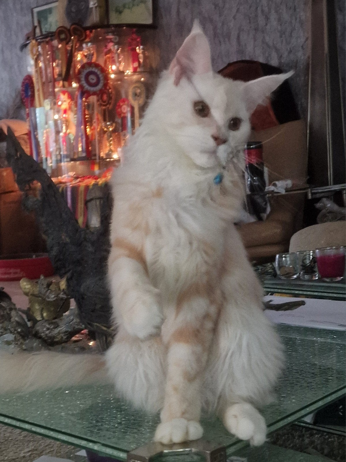 Sociale,prachtige Maine Coon junior kitten met stambom, Poes, Met stamboom, 0 tot 2 jaar