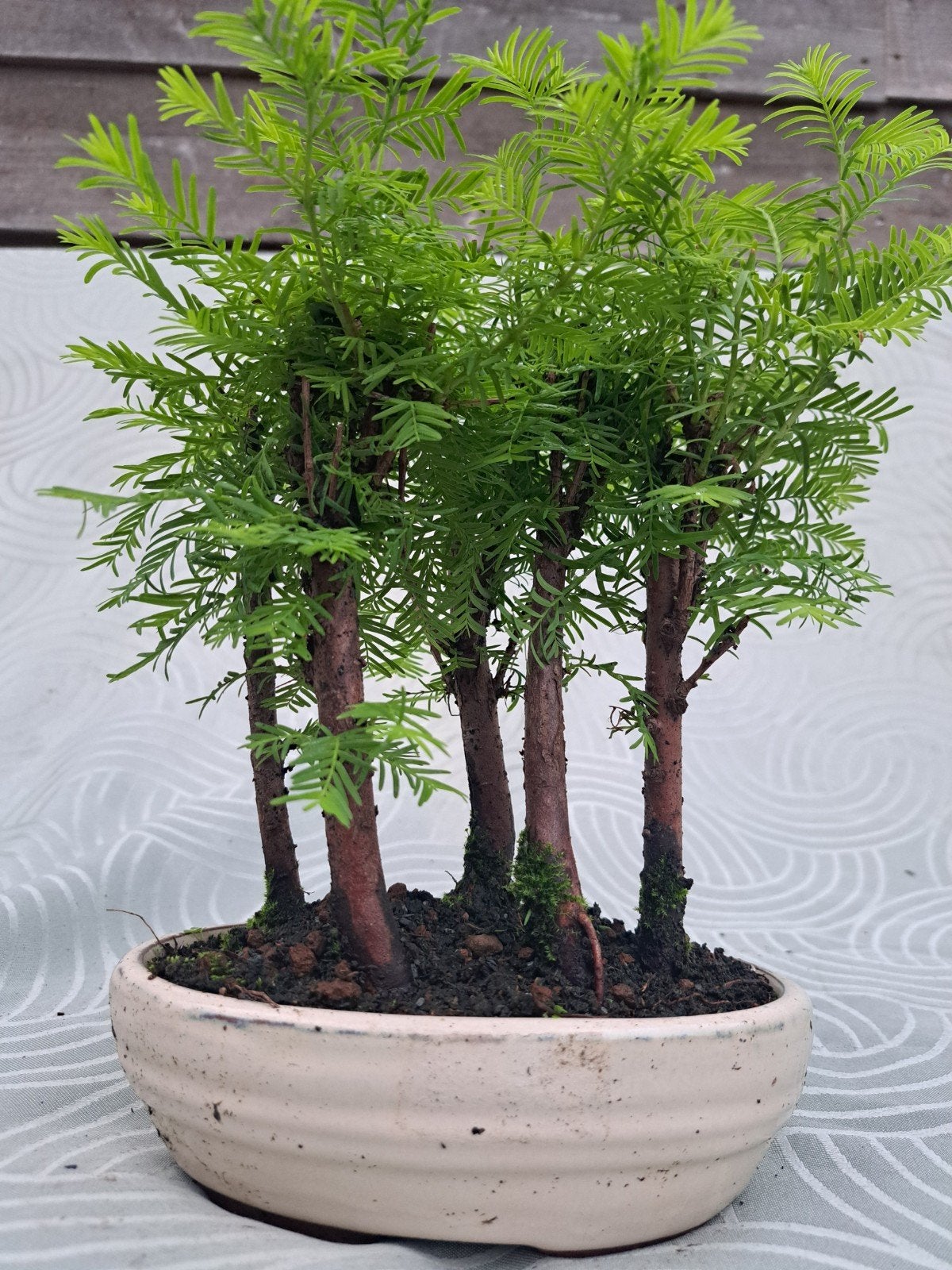 Metasequoia Bonsai - Watercipres Bonsai, Overige soorten, Volle zon, Vaste plant, Ophalen of Verzenden