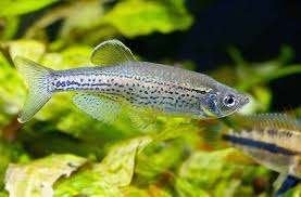 Luipaard Danio - Brachydanio Frankei - Koidream Valburg