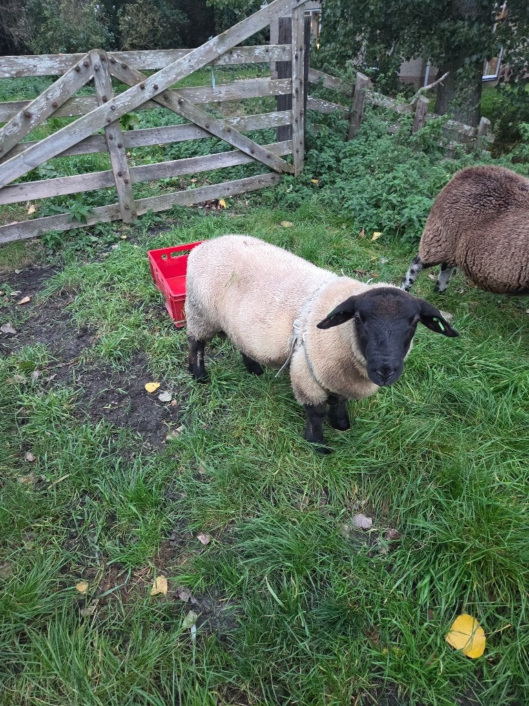 Te koop suffolk dekram, Mannelijk, Schaap, 0 tot 2 jaar
