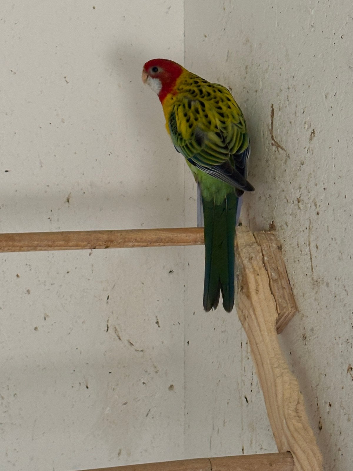 Inkoop / verkoop div soorten vogels .Zie omschrijving., Dieren en Toebehoren, Vogels | Parkieten en Papegaaien, Meerdere dieren