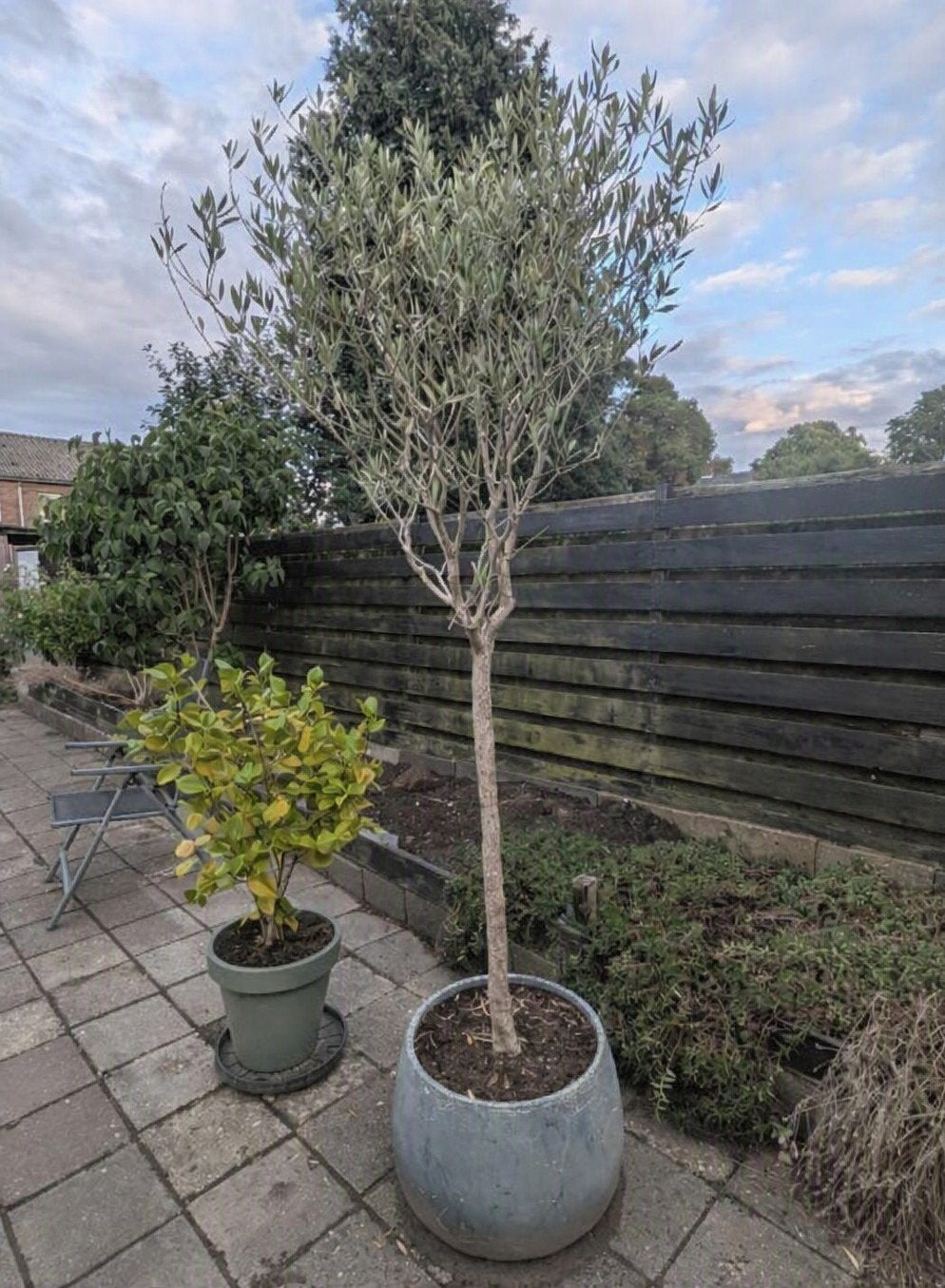 Olijfboom - 2 meter, Tuin en Terras, 100 tot 250 cm, Olijfboom, Zomer, Ophalen