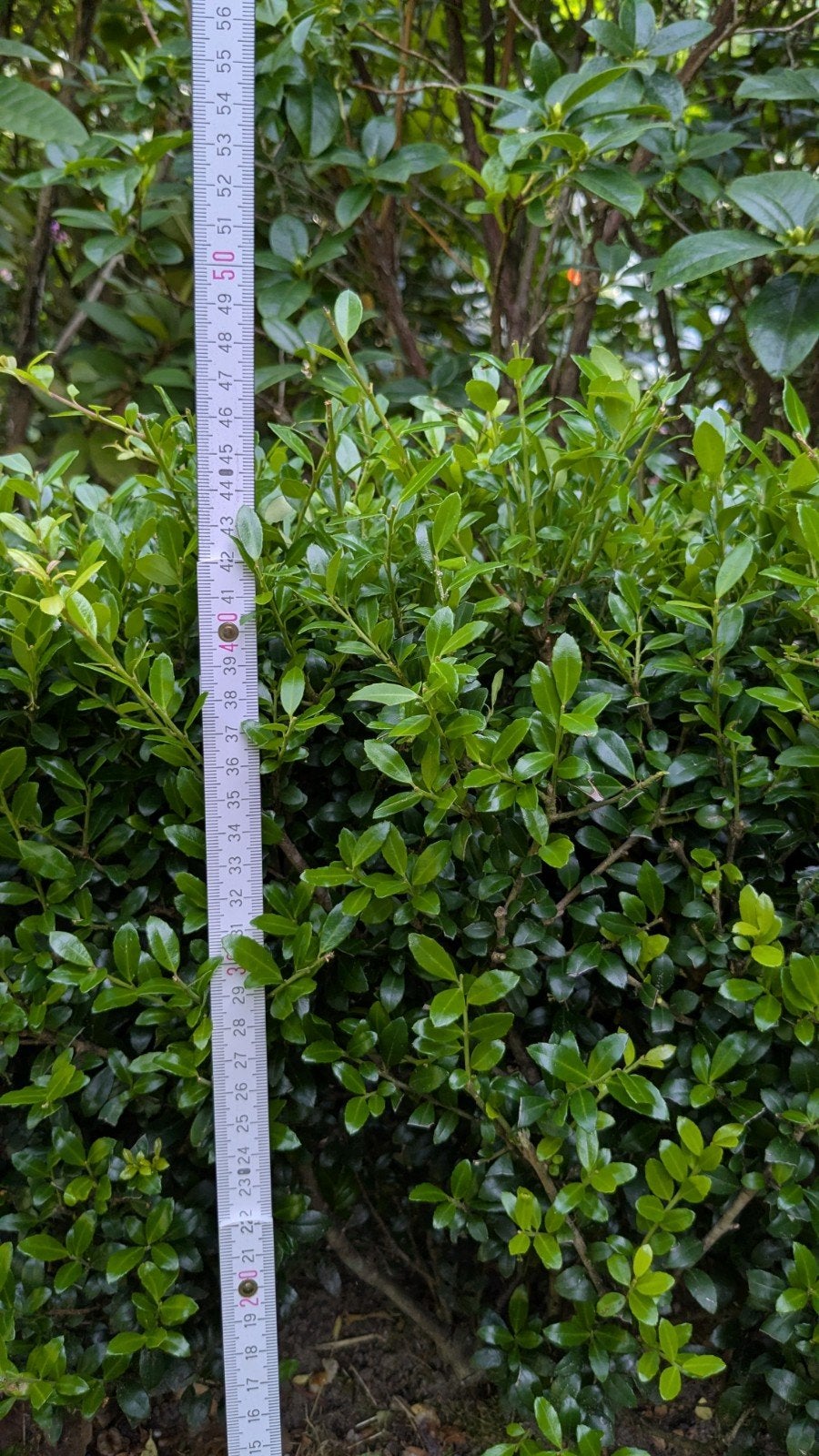 Buxus haag van 10 meter - zelf verwijderen, Tuin en Terras, Planten | Tuinplanten, Overige soorten, Vaste plant, Ophalen of Verzenden