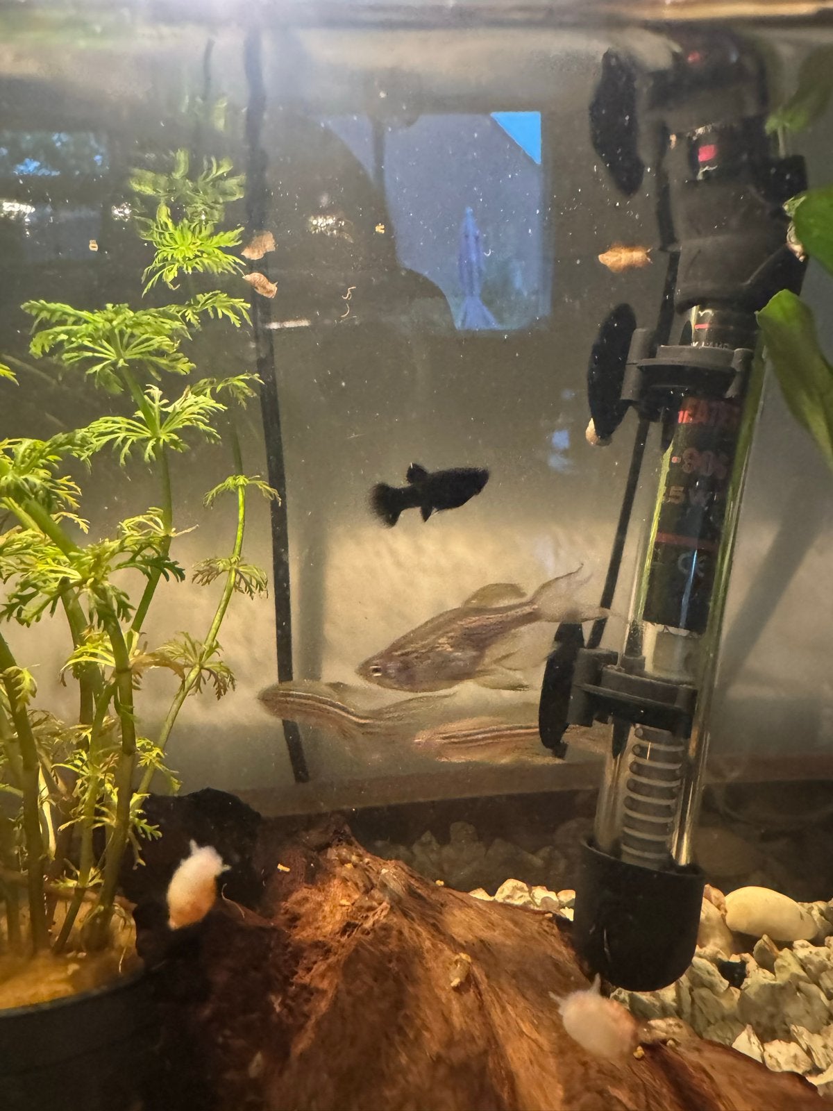 Gezonde Black Molly’s, Dieren en Toebehoren, Vis, Zoetwatervis