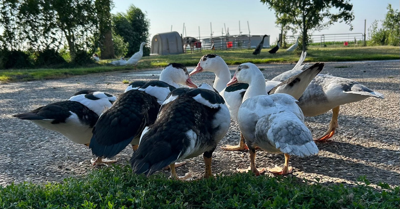 Mooie jonge Muskuseenden & loopeenden te koop!, Meerdere dieren, Eend
