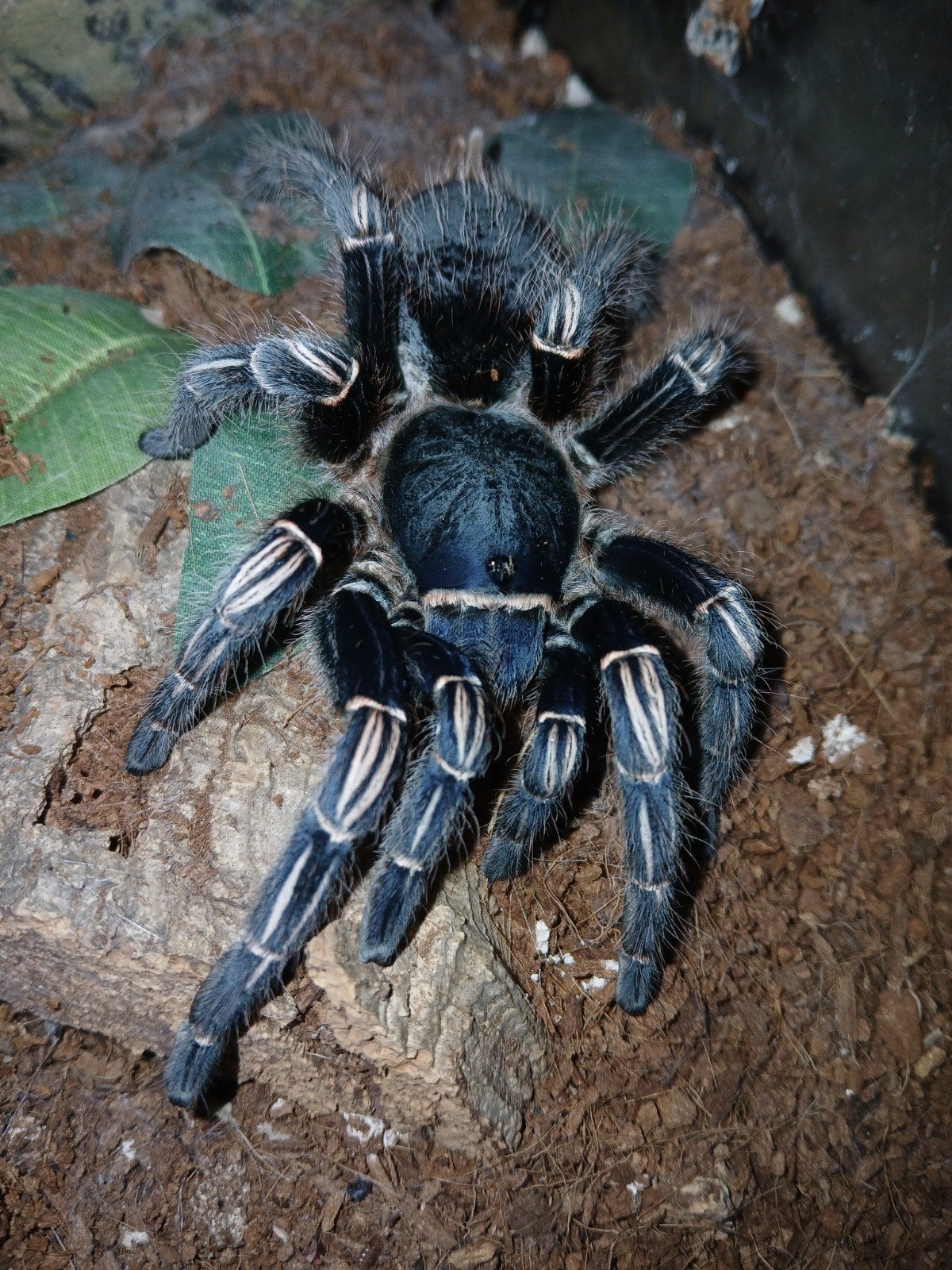 TE Koop vogelspin: Aphonopelma seemannia female adult, Dieren en Toebehoren
