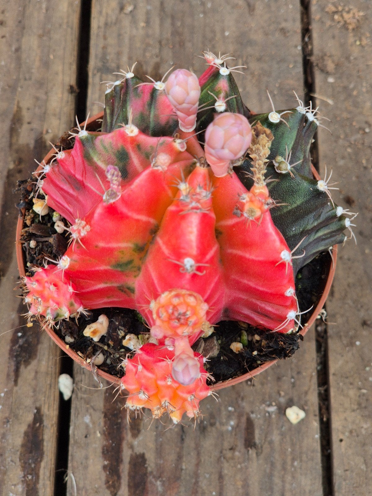 Cactus Gymnocalycium Mihanovichii p8 (17), Ophalen of Verzenden, Cactus, Volle zon, Minder dan 100 cm