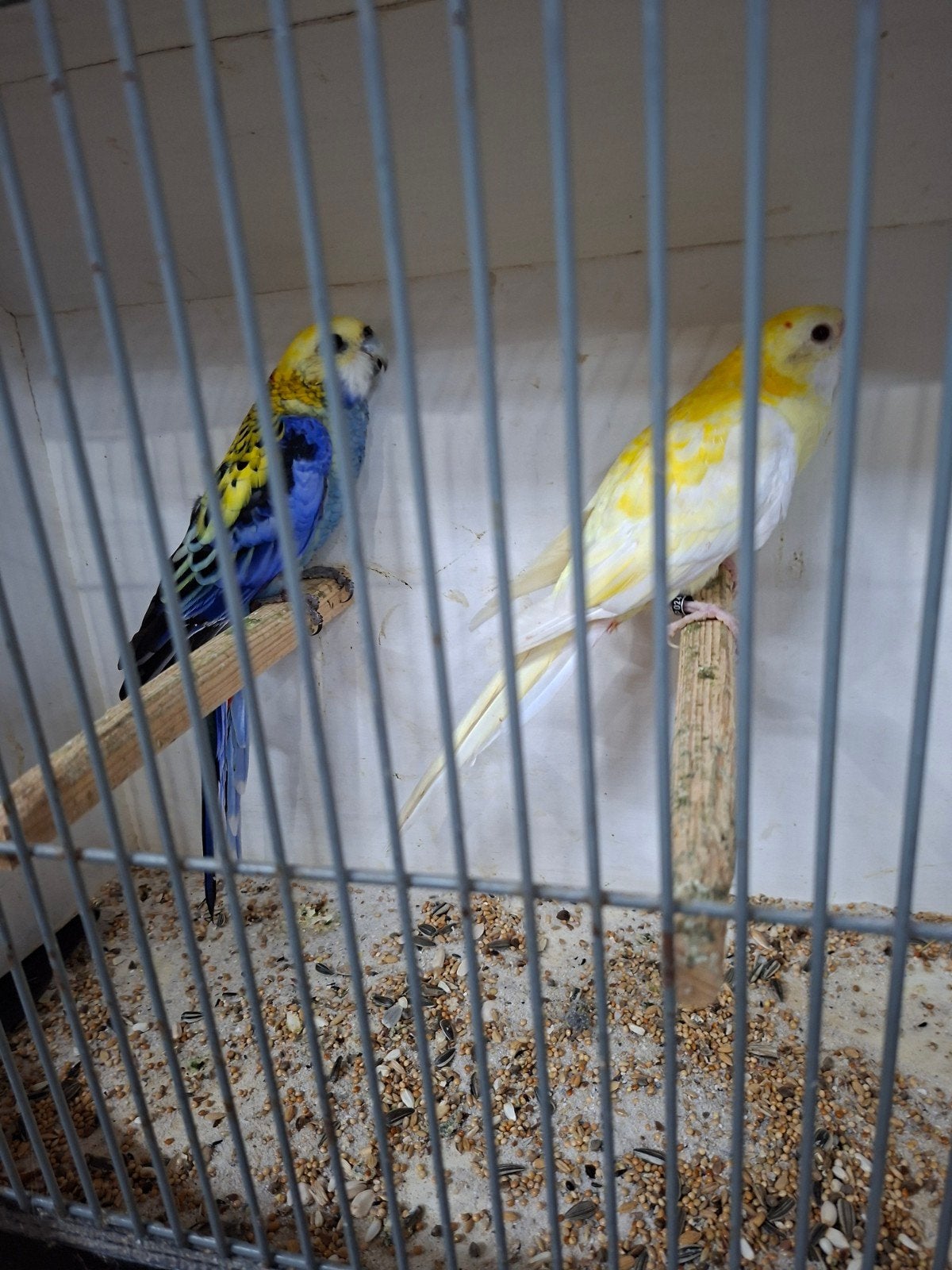 koppel bleekkop rossela, Dieren en Toebehoren