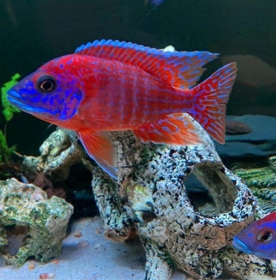 Aulonocara Rubin Red Showkwaliteit!!, Dieren en Toebehoren, Vis