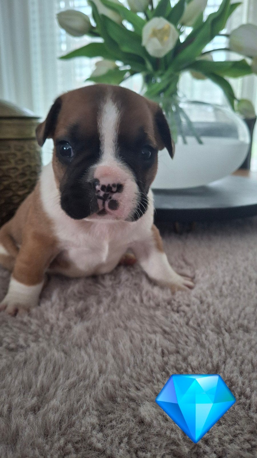 Franse bulldog pups, 8 tot 15 weken, Parvo, Bulldog, Meerdere dieren