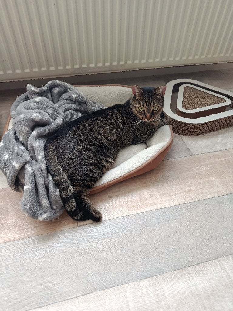 Junior poes 16 maanden, Dieren en Toebehoren, Poes, Kortharig, 0 tot 2 jaar