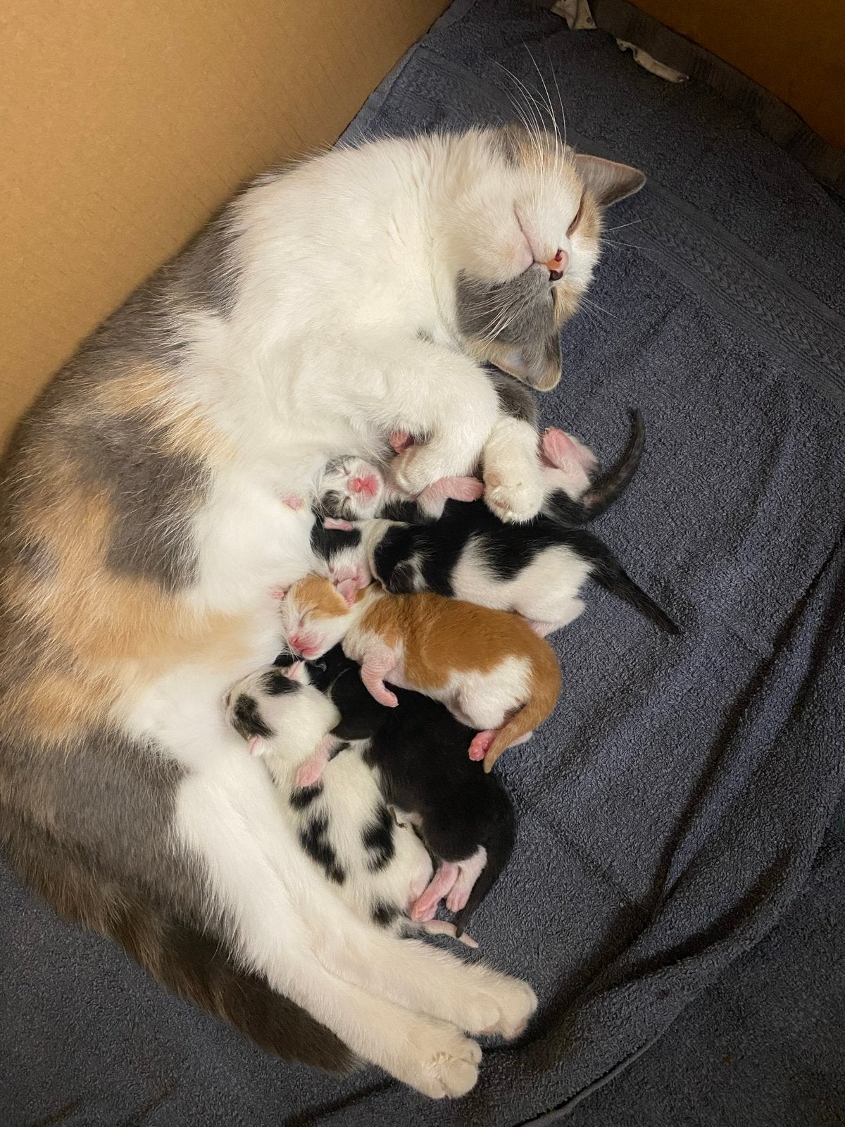 Lieve kittens zoeken een warm en liefdevol thuis!, Dieren en Toebehoren, Meerdere dieren, 0 tot 2 jaar