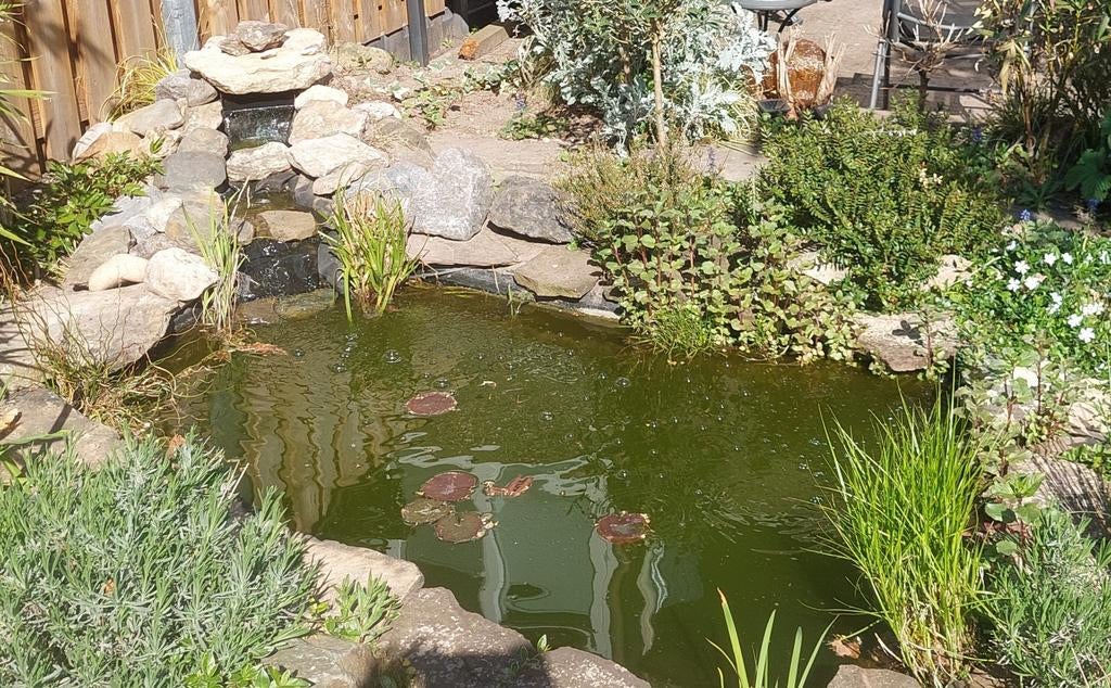 Complete Vijver Set: Pomp, Waterval, Vissen, Planten & Lelie, Tuin en Terras, Vijvers, Ophalen