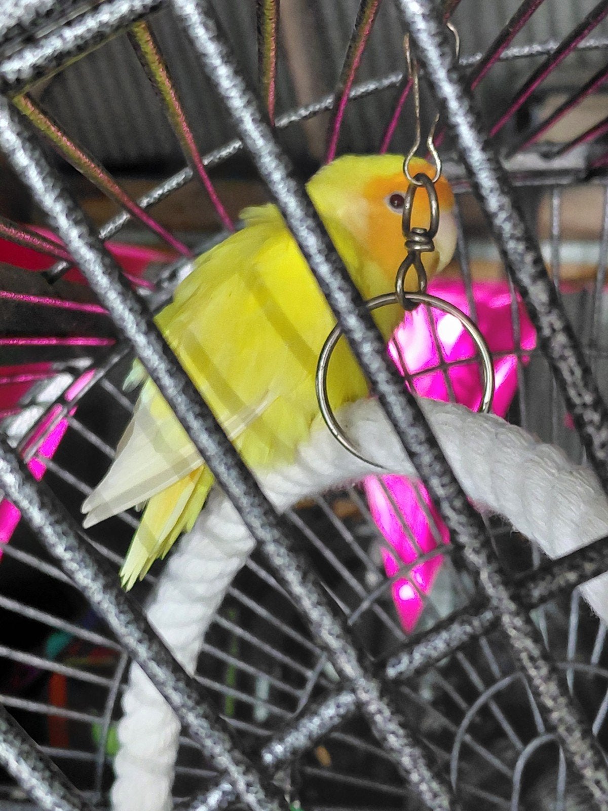 te koop 2 agapornis rosecolli, Dieren en Toebehoren, Meerdere dieren, Dwergpapegaai of Agapornis