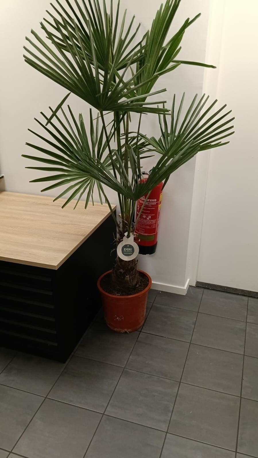 Verkoop alle soorten planten en bloemen of palmbomen., Ophalen of Verzenden, Zomer, Volle zon, Palmboom