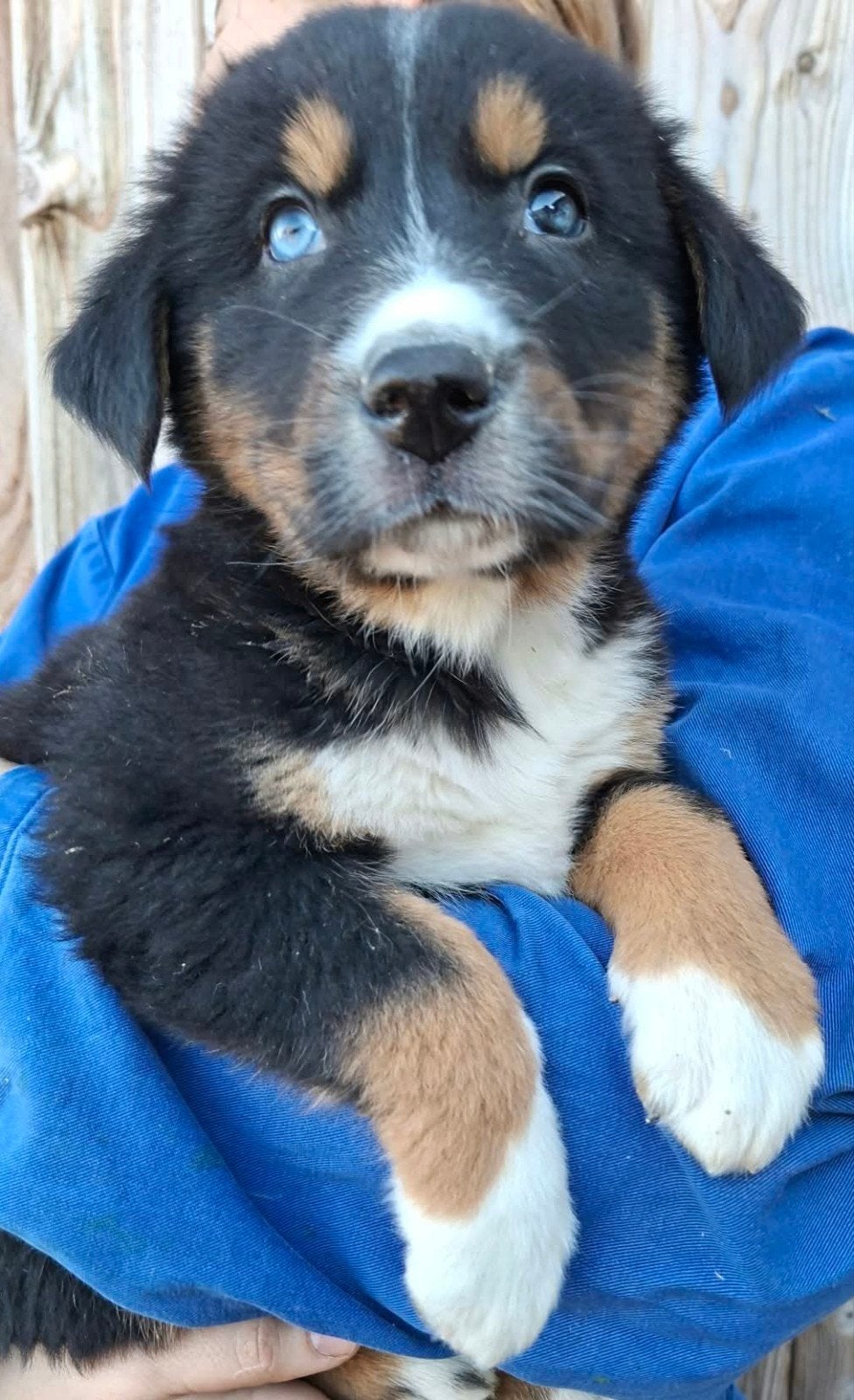 Te koop prachtige kruising Berner Sennen pups., Nederland, 8 tot 15 weken, CDV (hondenziekte), Meerdere
