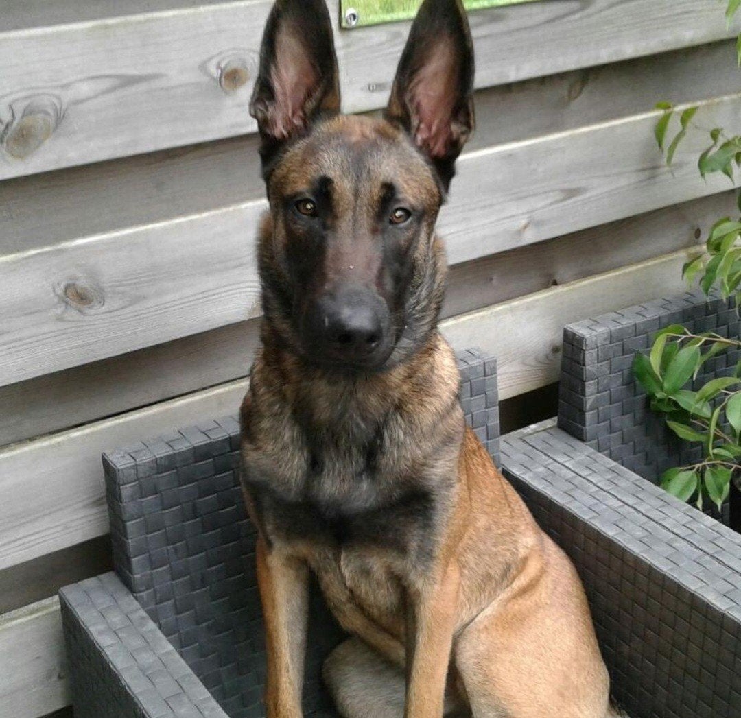 goed tehuis gezocht, 6 jaar of ouder, Reu, Eén hond, Herder