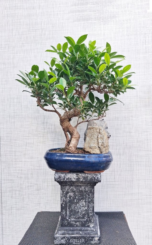 Bonsai Ficus Jubara, In pot, Minder dan 100 cm, Bonsai, Groene kamerplant