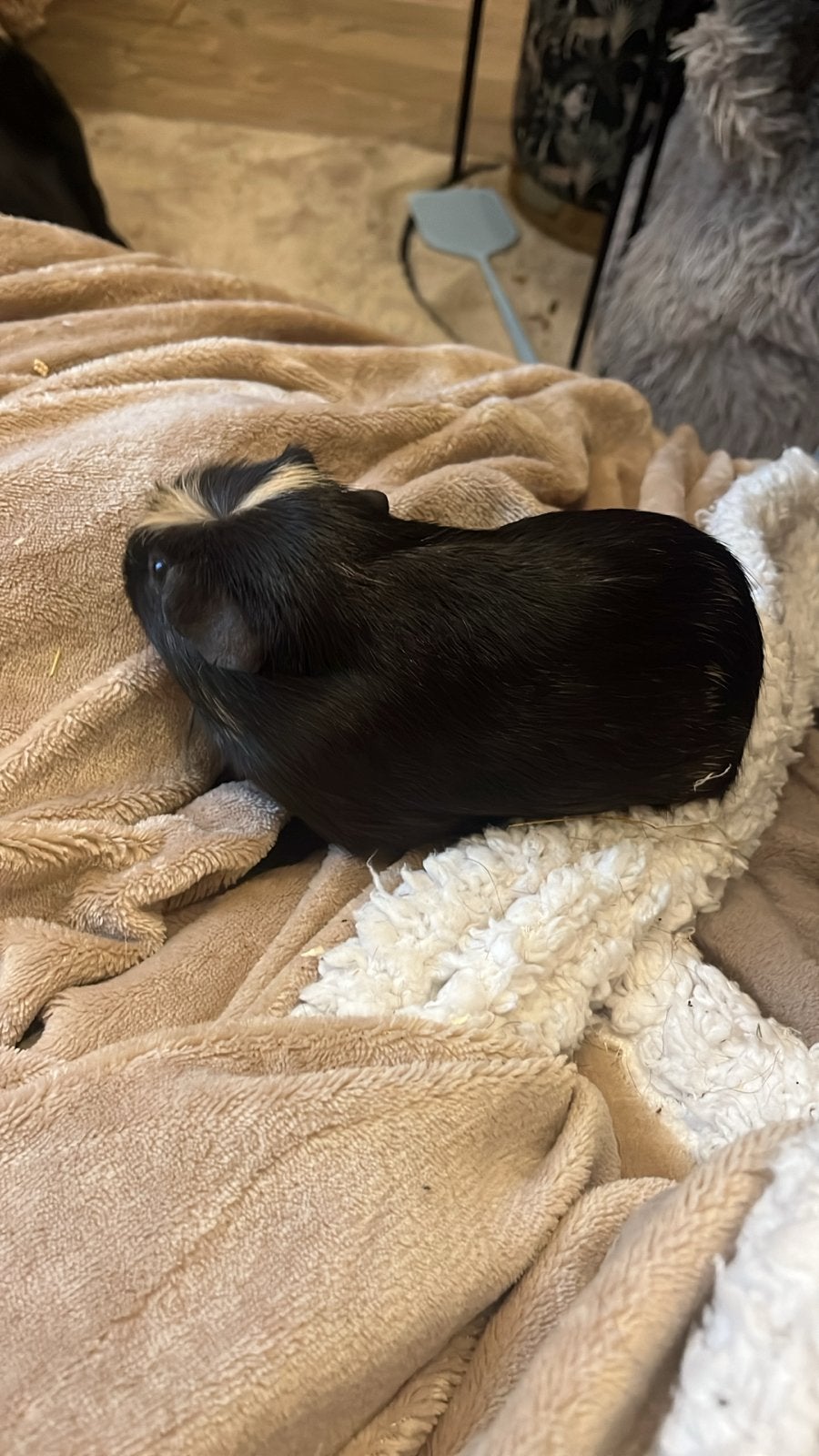 Koppel cavia zeugjes, Dieren en Toebehoren, Knaagdieren, Cavia, Januari, Meerdere dieren, Tam