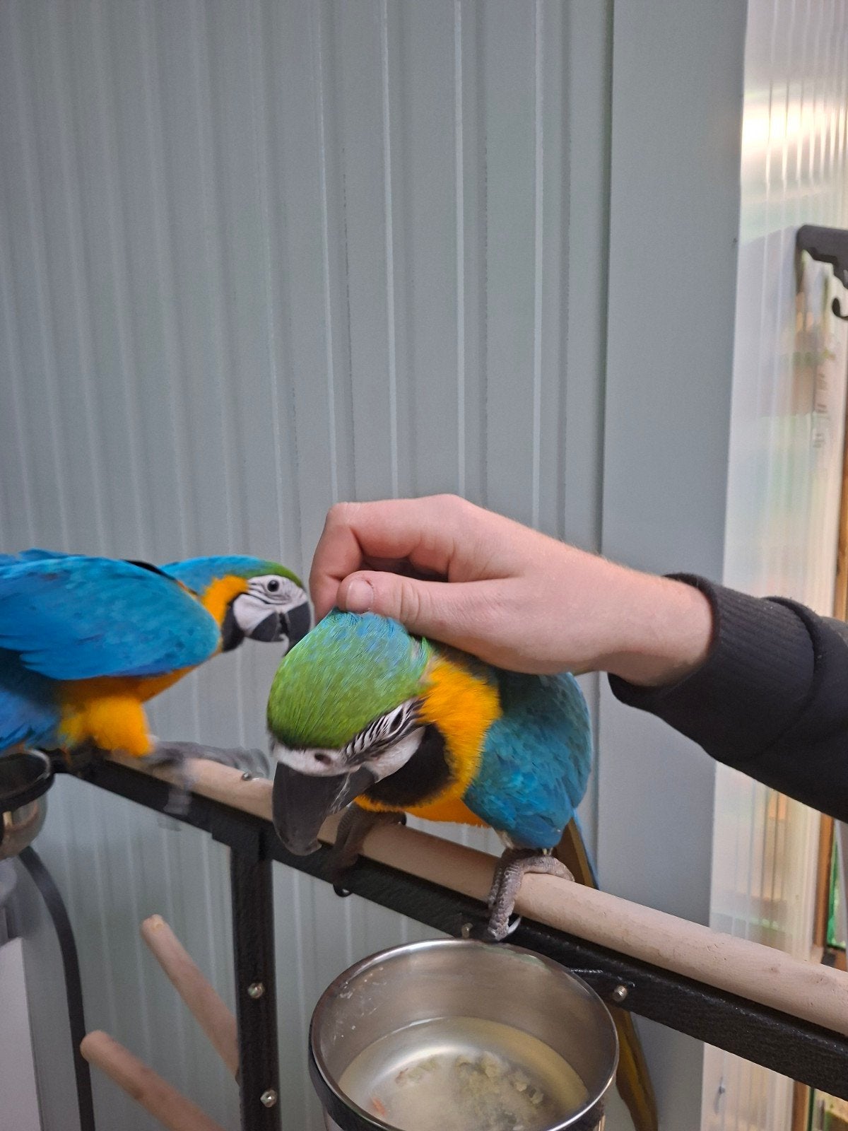 SUPER TAMME BLAUW GELE ARA'S, Dieren en Toebehoren, Geslacht onbekend, Papegaai, Tam
