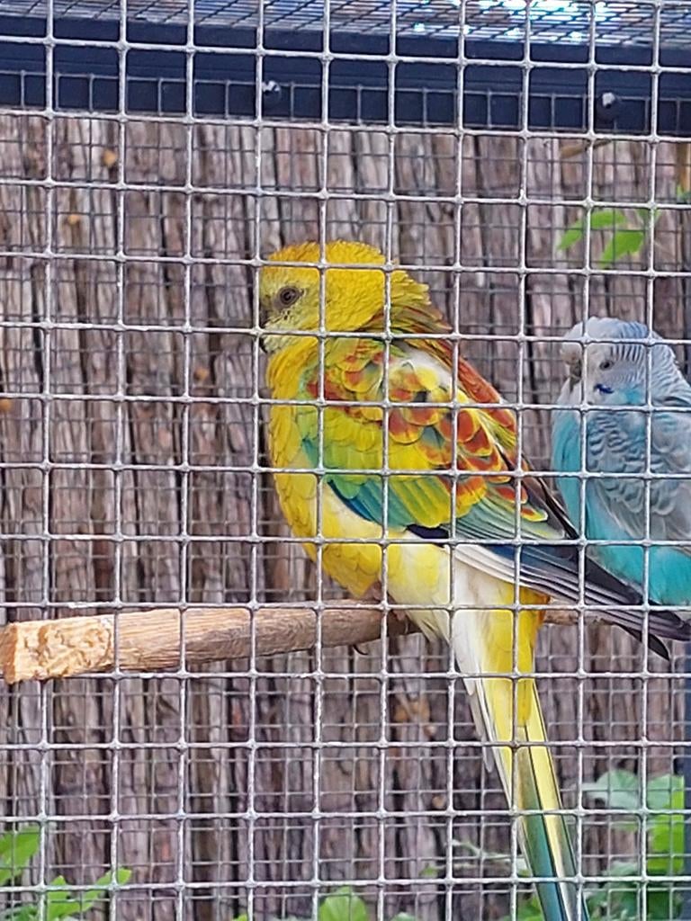 Roodrug parkiet man opaline, Mannelijk, Parkiet