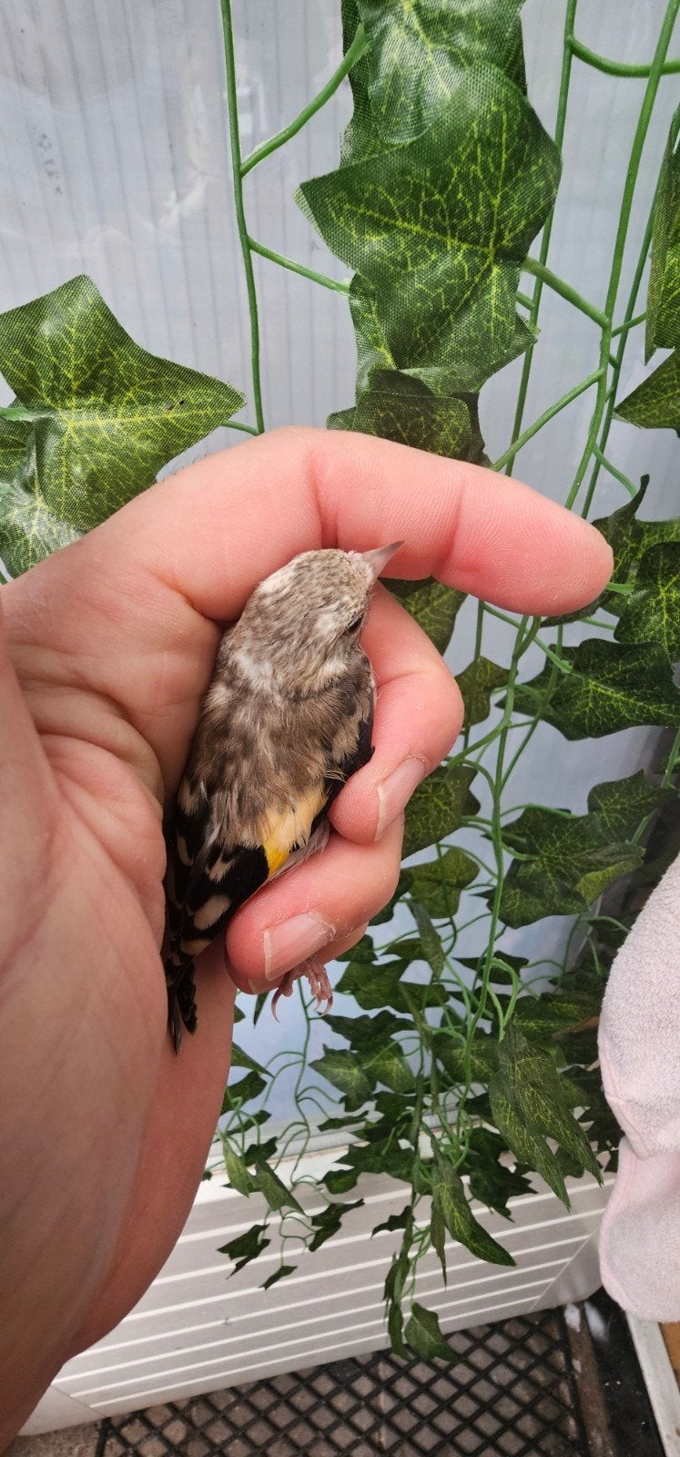 parva Klein Vogels van 2026, Meerdere dieren, Wildzangvogel
