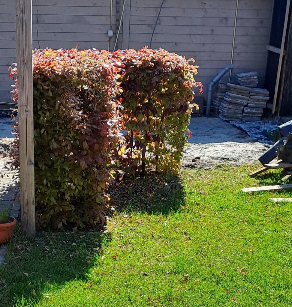 Beukenhaag rood, Bloeit niet, Overige soorten, 100 tot 250 cm, Ophalen