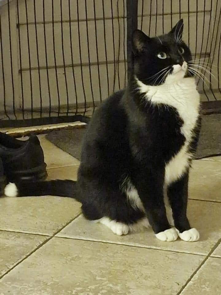 Twee lieve katten, Dieren en Toebehoren, Katten en Kittens | Overige Katten, Poes