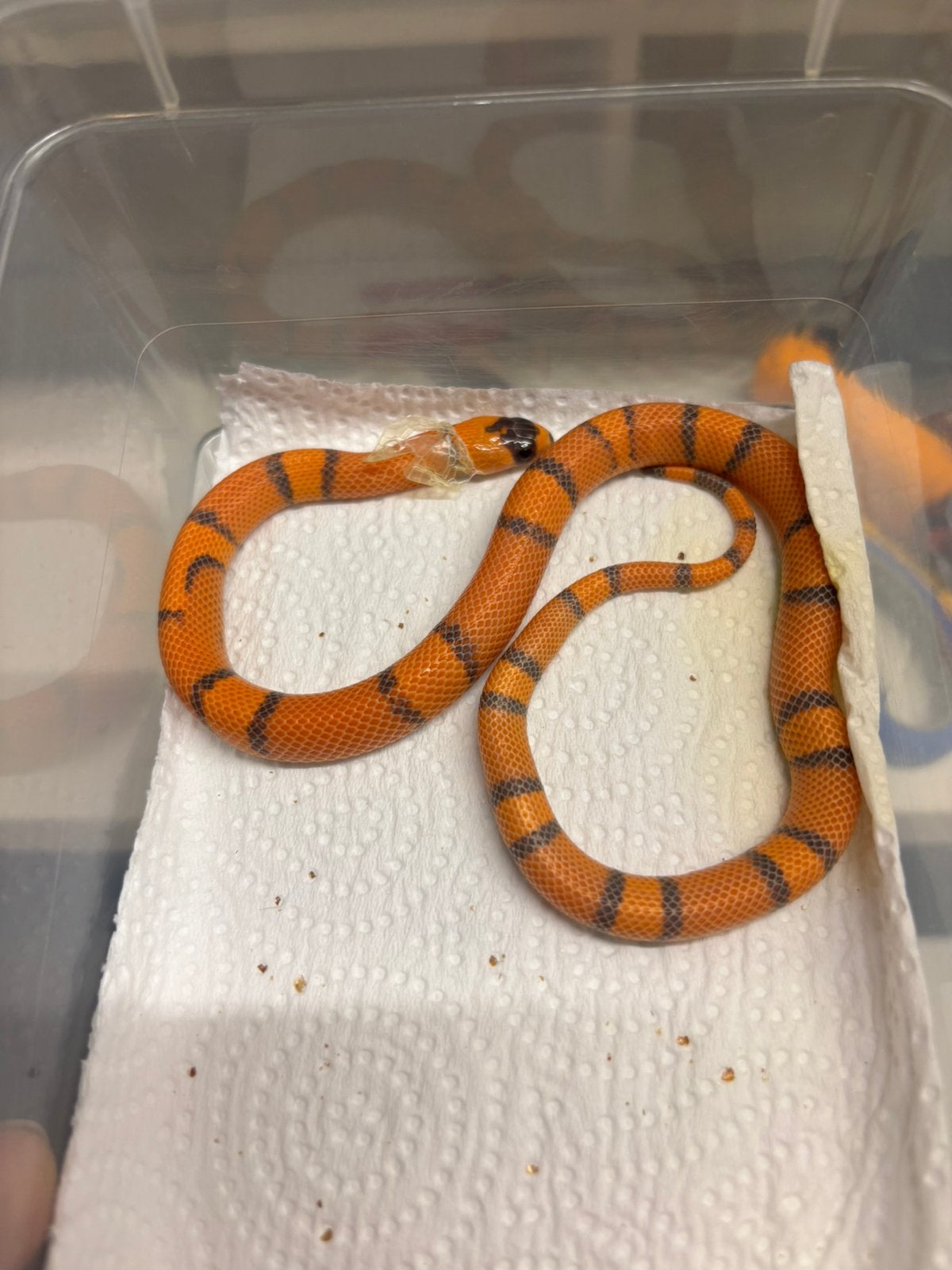 Lampropeltis hondurensis Kingsnake photo 3