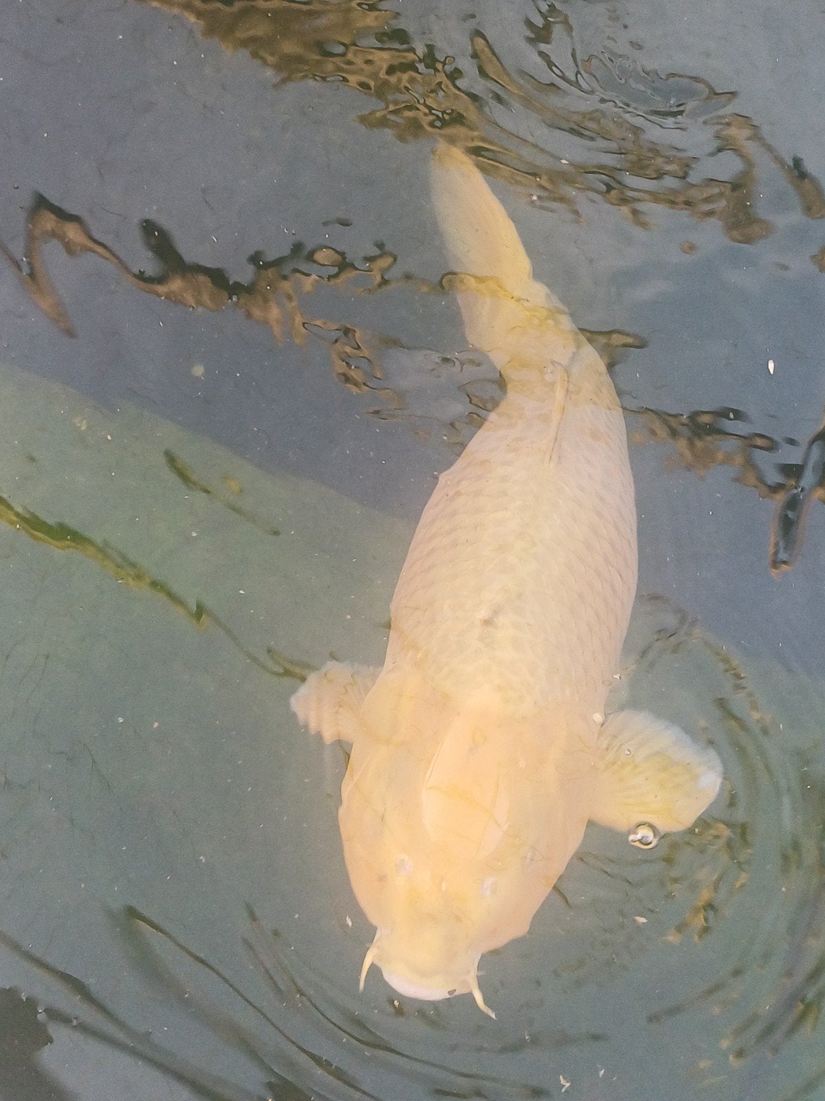Koikarper, Chagoi 80 cm, kweker Otsuka, Karper of Koi