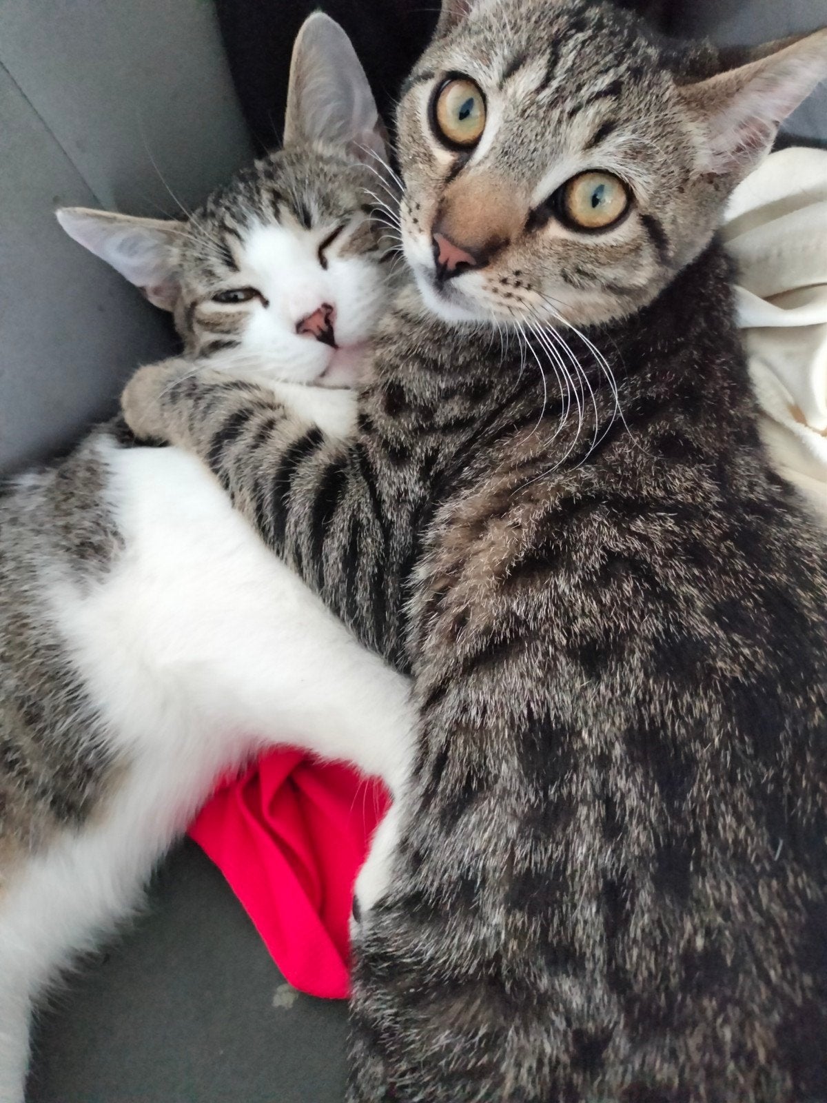 Prachtige kittens zoeken een nieuw warm huisje