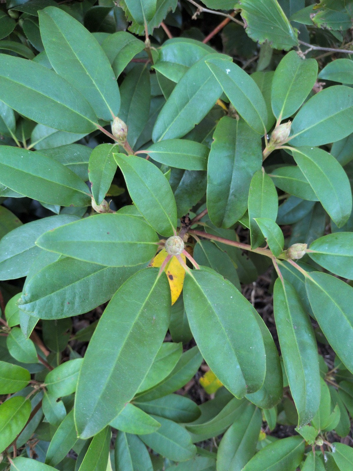 Rhododendron plant - Groenblijvende struik, Tuin en Terras, Vaste plant, Halfschaduw, Lente, Ophalen
