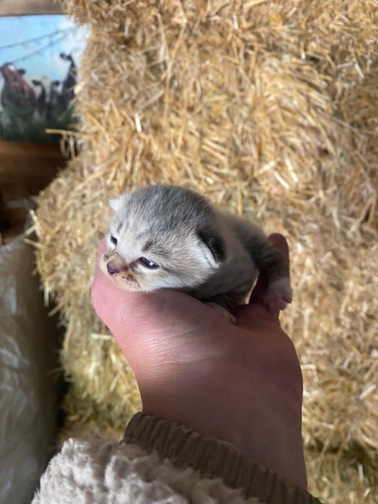 Mooie lichtgrijze kittens en abrikooskleur kitten, Dieren en Toebehoren, Kater