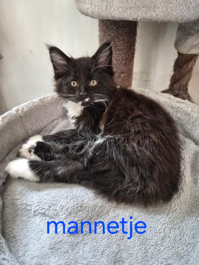 100% MAINCOON RASZUIVER, Meerdere dieren, Gechipt, 0 tot 2 jaar