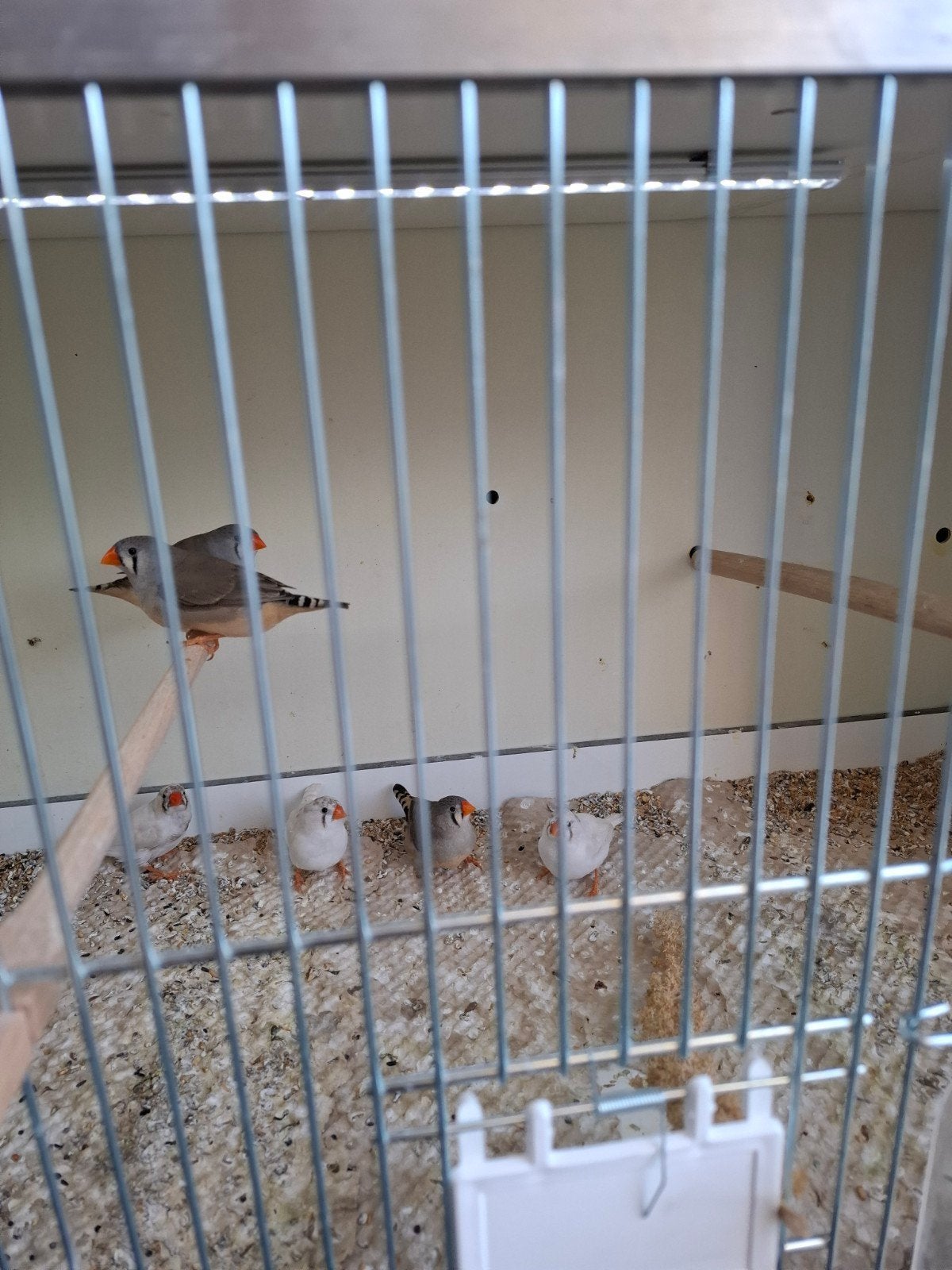 Zebravinken, Dieren en Toebehoren, Vogels | Overige Vogels, Vrouwelijk, Tropenvogel