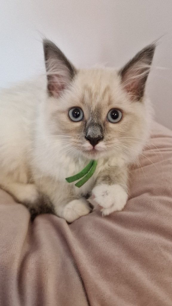 Super lieve Ragdoll Siamees kittens - poesje, Dieren en Toebehoren, Katten en Kittens | Raskatten | Langhaar, Poes, Ontwormd, 0 tot 2 jaar
