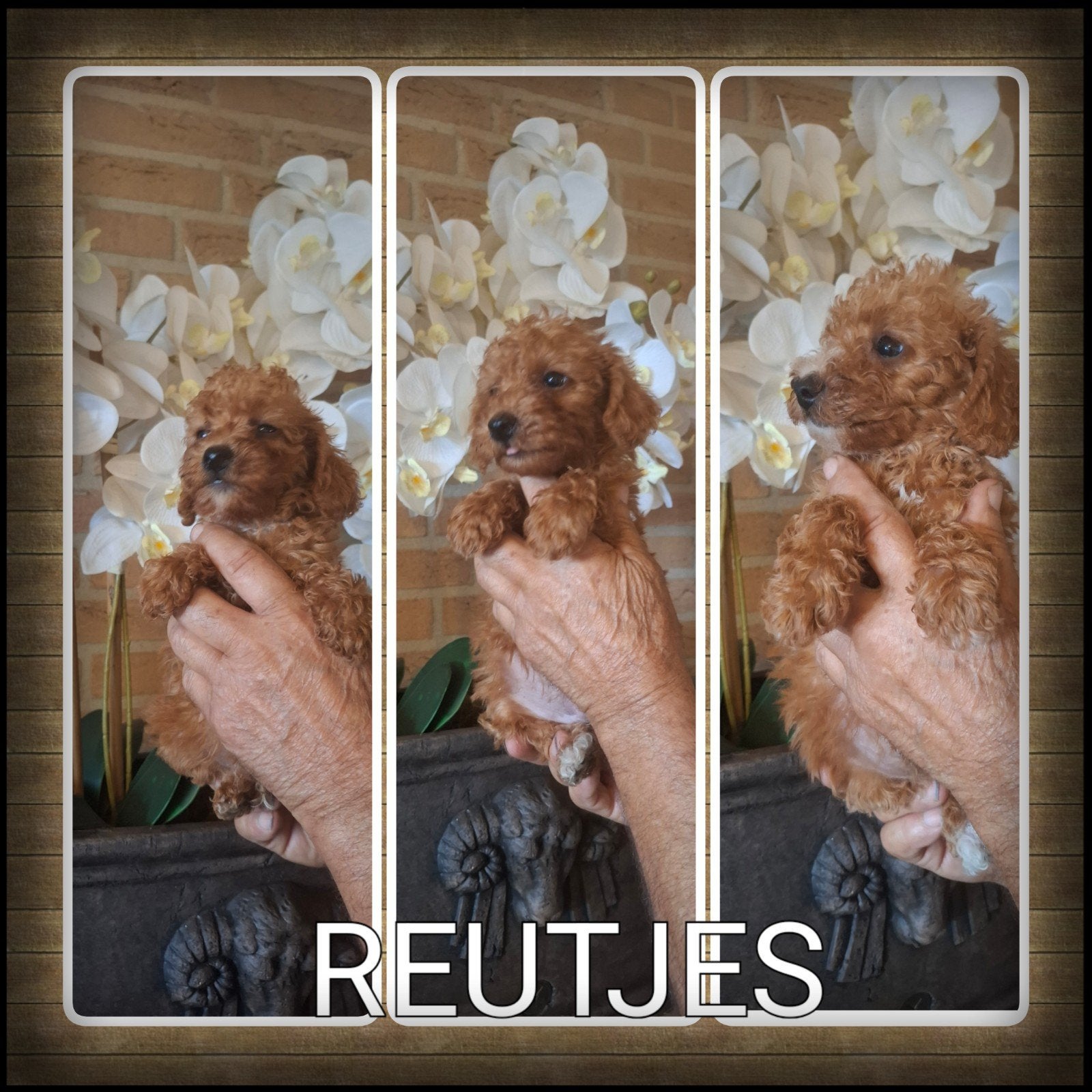 Toy poedel puppy's, Poedel, CDV (hondenziekte), 8 tot 15 weken, Meerdere
