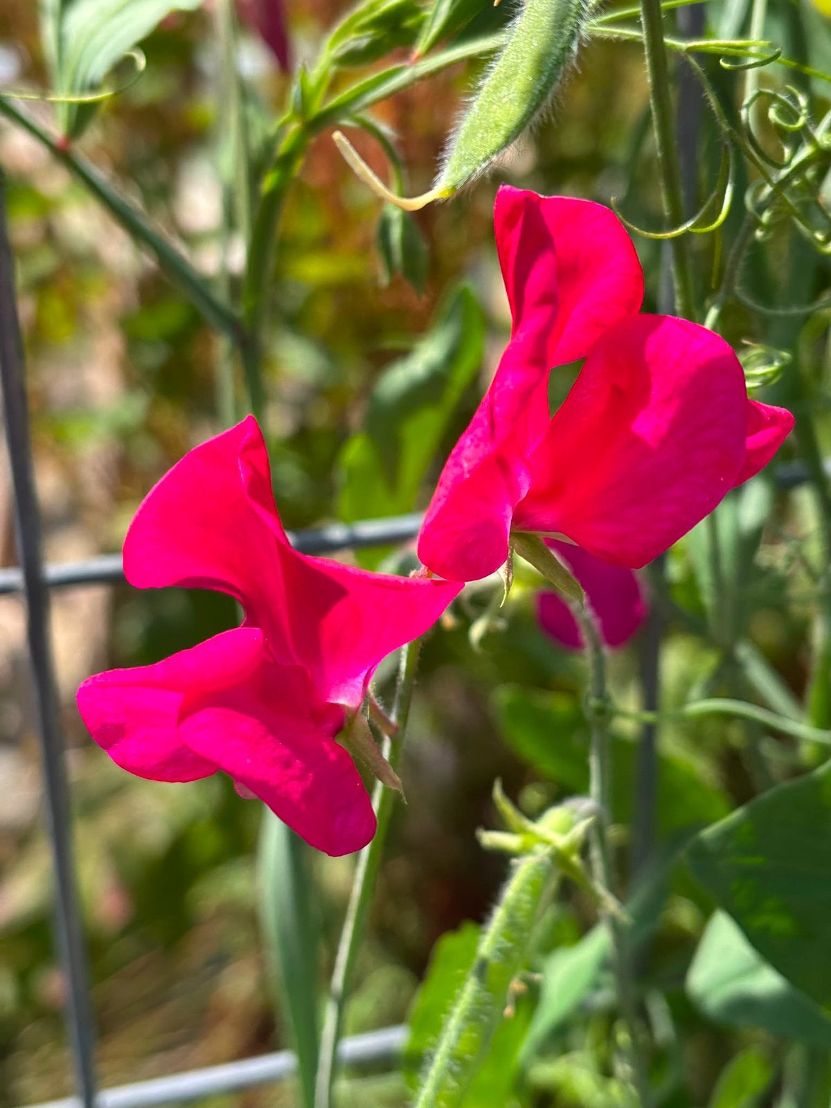 Zaden lathyrus fuchsia rood, Ophalen of Verzenden, Volle zon