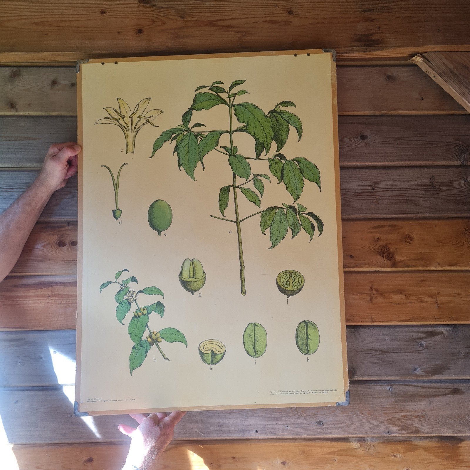 Vintage Botanische Schoolplaat - Koffieplant (61x82 cm), Ophalen