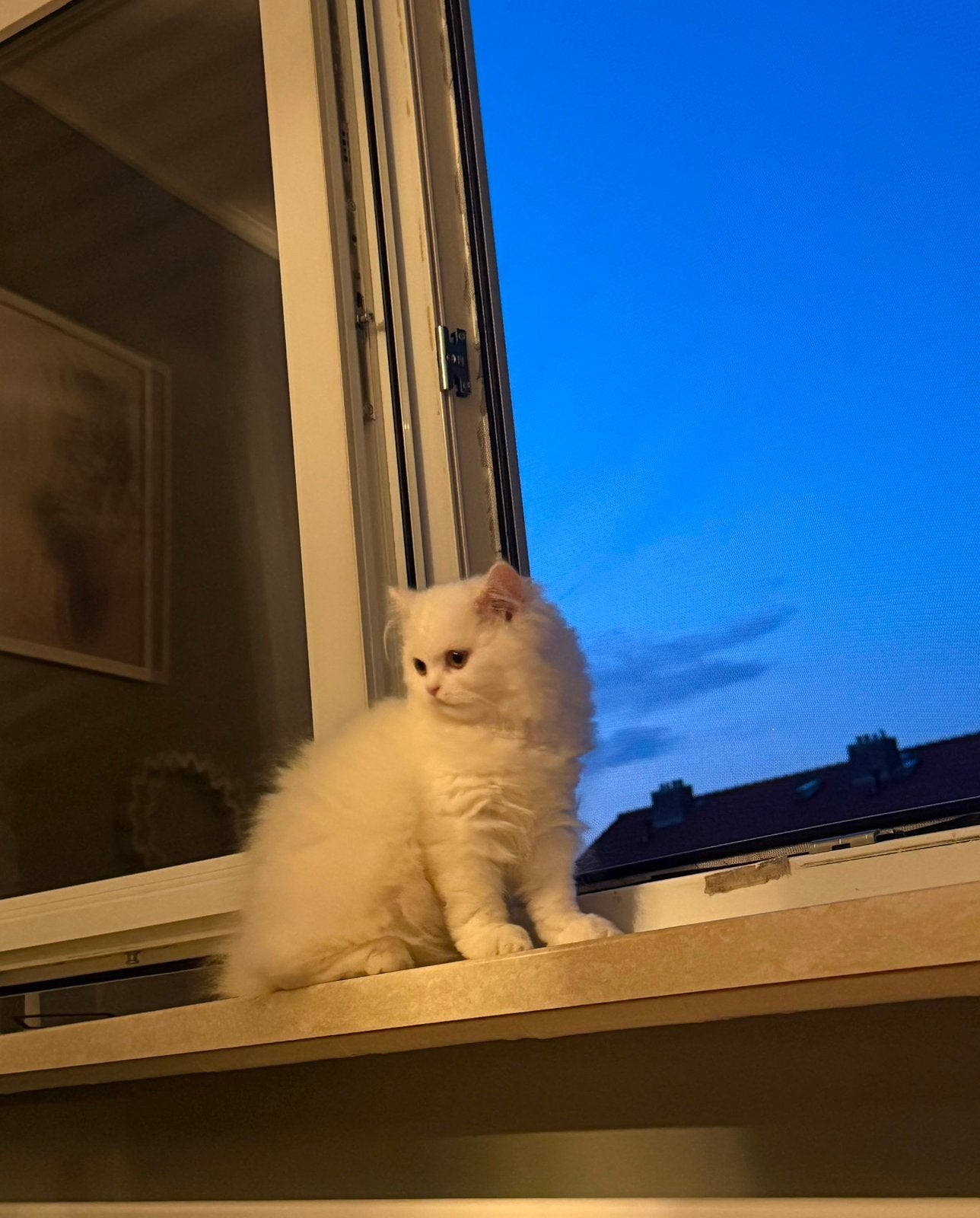 Een heel mooie kat. Lees beschrijving, Dieren en Toebehoren, Katten en Kittens | Raskatten | Langhaar, Poes